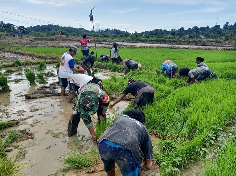 Beri Semangat Petani Binaan, Babinsa Koramil 0907/01 Tartim Terjun Bantu Bajak Sawah | Tarakan TV