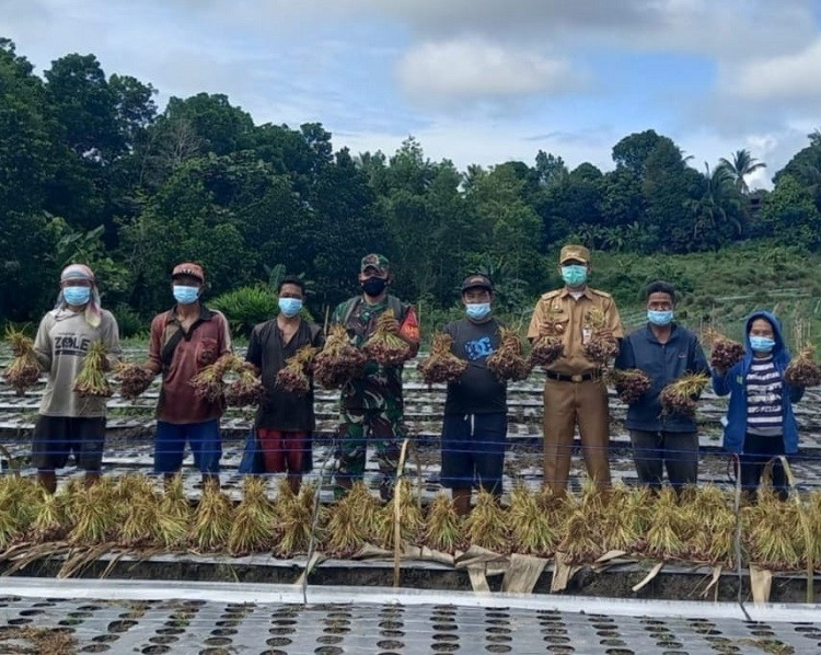 Dampingi Petani, Babinsa Juata Permai Bantu Warga Binaan Panen Bawang | Tarakan TV